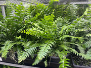 Nephrolepis ferns with arching green fronds for a leafy hanging display