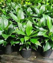 Peace Lily plants with glossy green foliage in nursery pots