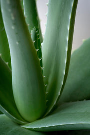 Close-up of thick green Aloe vera leaves with serrated edges.