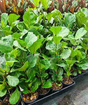 Fiddle Leaf Fig plants with broad green leaves in nursery pots
