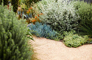 Australian native garden landscaping inspiration with layered planting
