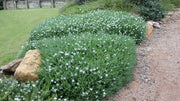 Westringia ‘Mundi’ flowering in a low garden border