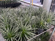 Agave geminiflora - 200mm Potify