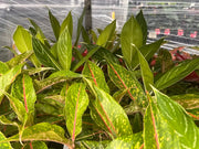 Aglaonema Mixed - 200mm Potify