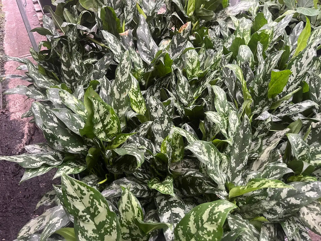 Aglaonema Mixed - 200mm Potify