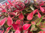 Aglaonema Mixed - 200mm Potify