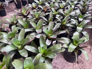 Alcantarea Imperialis Rubra - 300mm Potify