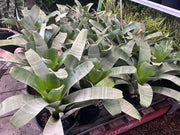 Alcantarea Extensa - 200mm Potify