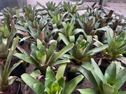 Alcantarea Imperialis Rubra - 300mm Potify