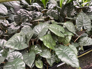Alocasia Nigra - 130mm Potify