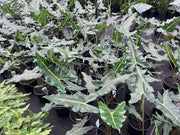 Alocasia Sarian - 200mm Potify