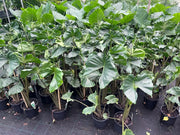 Alocasia Stingray (Elephant's Ear) - 200mm Potify