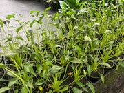 Alocasia ‘Tiny Dancer’ – 130mm Potify