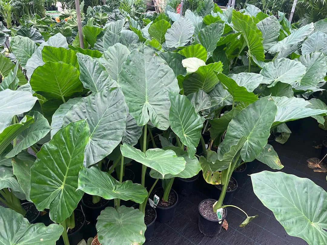 Alocasia Macrorrhizos (Giant Elephant's Ear) - 200mm Potify
