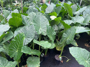 Alocasia Macrorrhizos (Giant Elephant's Ear) - 200mm Potify