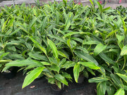 Alpinia zerumbet variegated (Shell Ginger) - 200mm Potify