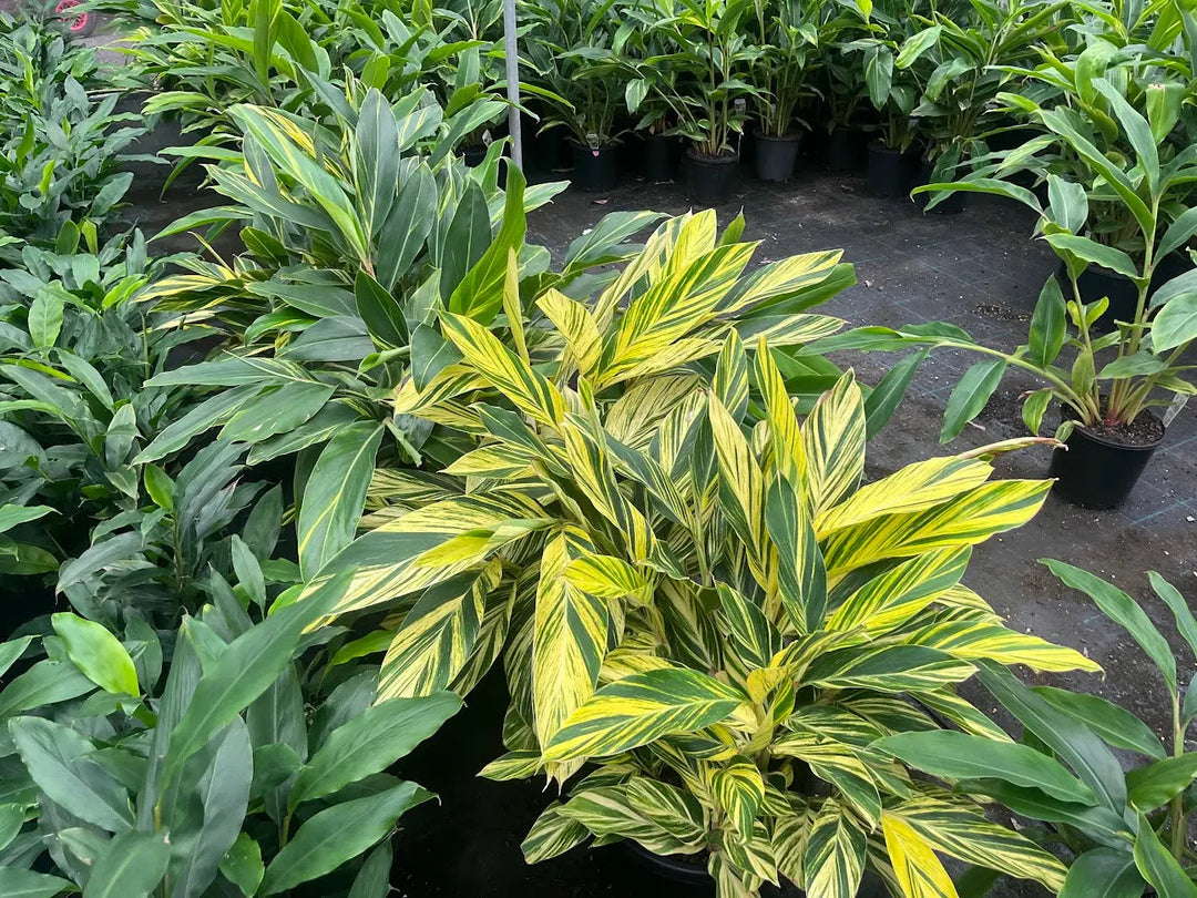 Alpinia zerumbet variegated (Shell Ginger) - 200mm Potify