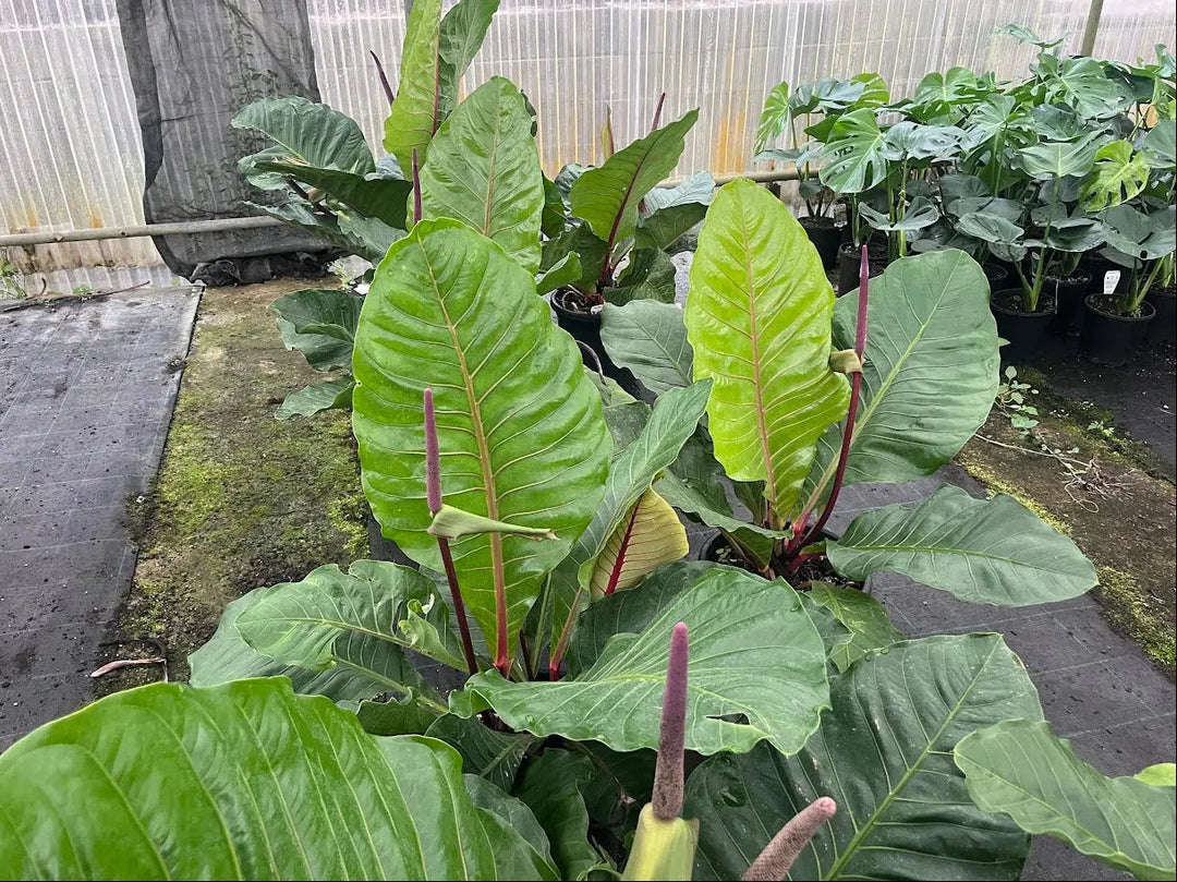 Anthurium hookerii Pink Ruffles 300mm Potify