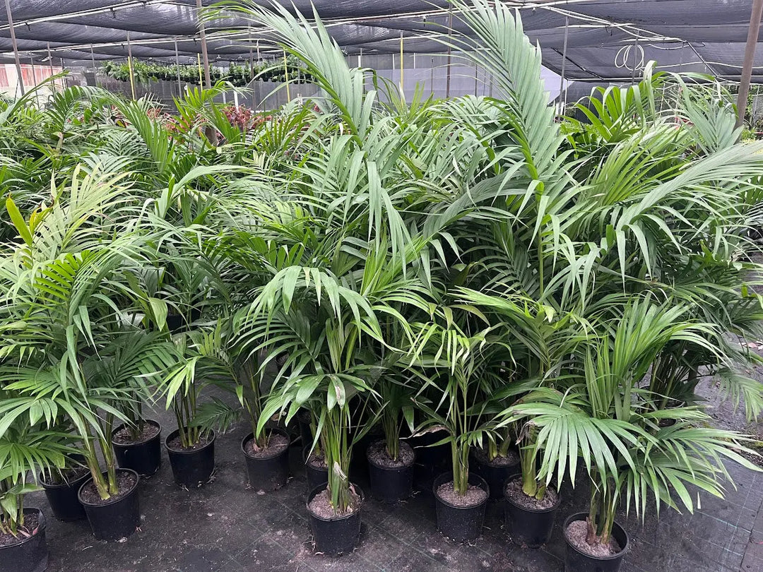 Archontophoenix alexandrae (Alexandra Palm) 200mm | 300mm Potify