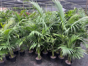 Archontophoenix alexandrae (Alexandra Palm) 200mm | 300mm Potify