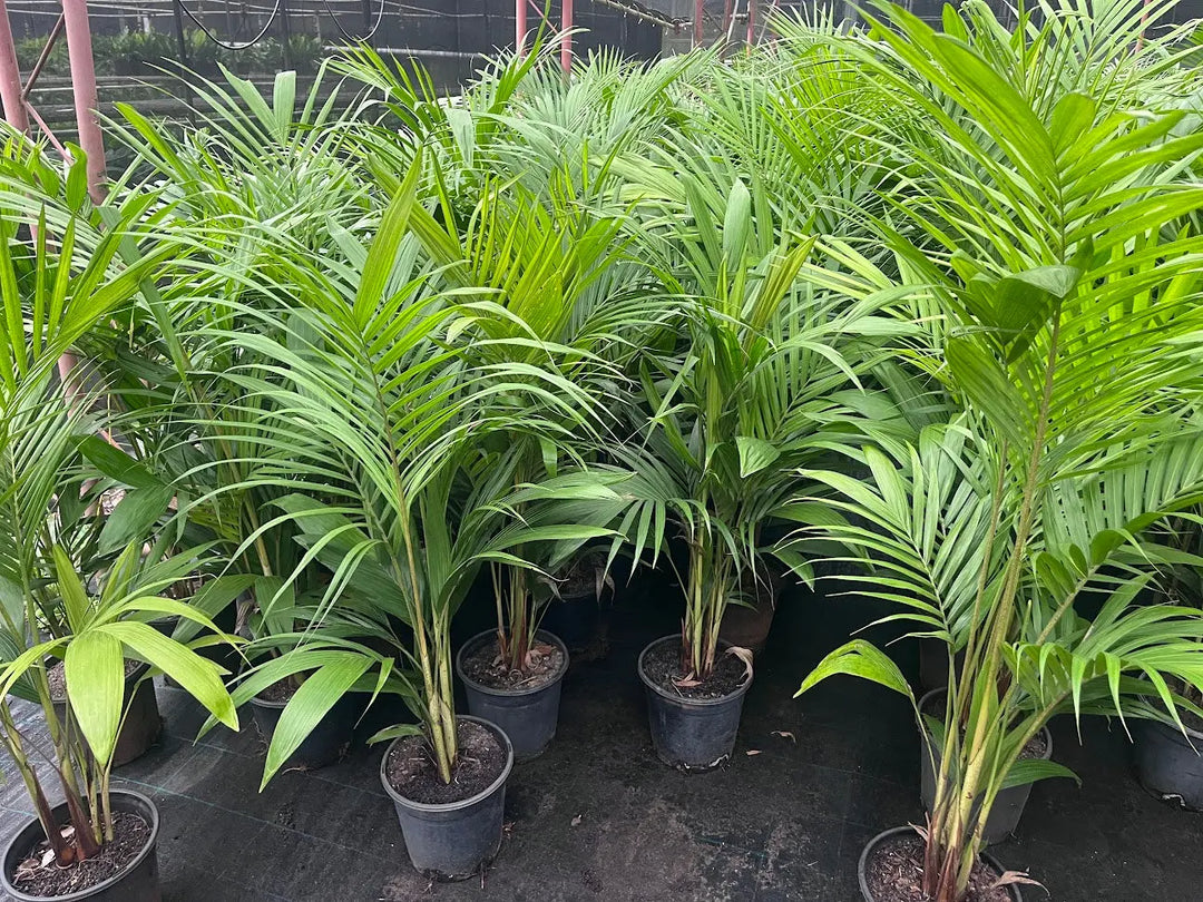 Archontophoenix cunninghamiana (Bangalow Palm) – 200mm | 250mm | 400mm Potify