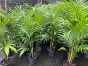 Archontophoenix cunninghamiana (Bangalow Palm) – 200mm | 250mm | 400mm Potify