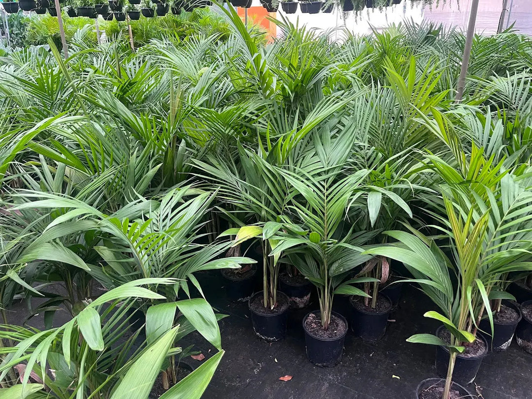 Archontophoenix cunninghamiana (Bangalow Palm) – 200mm | 250mm | 400mm Potify