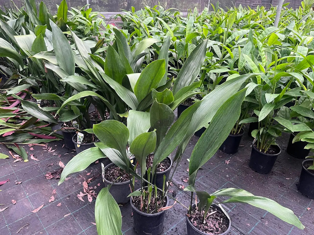 Aspidistra elatior (Cast Iron Plant) – 200mm Potify