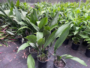 Aspidistra elatior (Cast Iron Plant) – 200mm Potify