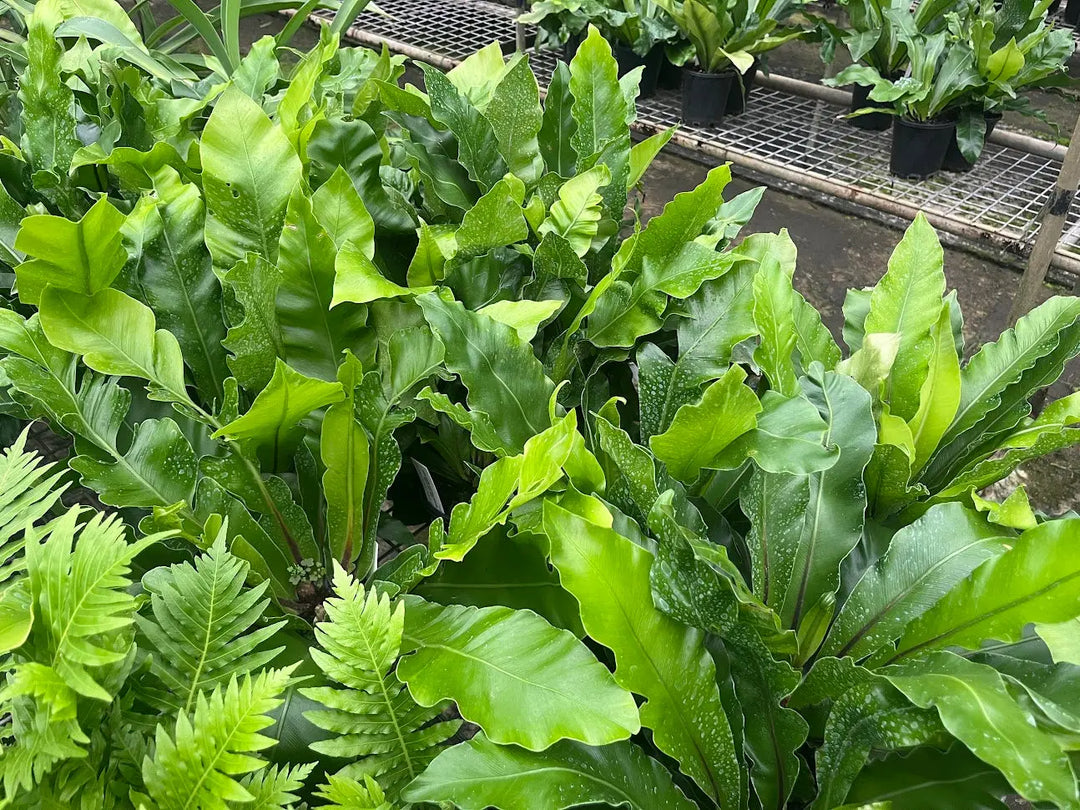 Asplenium australasicum (Birds Nest) - 140mm Potify