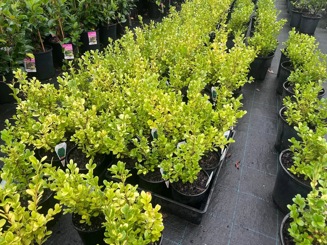 Buxus japonica (Japanese Box) – 140mm | 200mm Potify