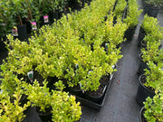 Buxus japonica (Japanese Box) – 140mm | 200mm Potify