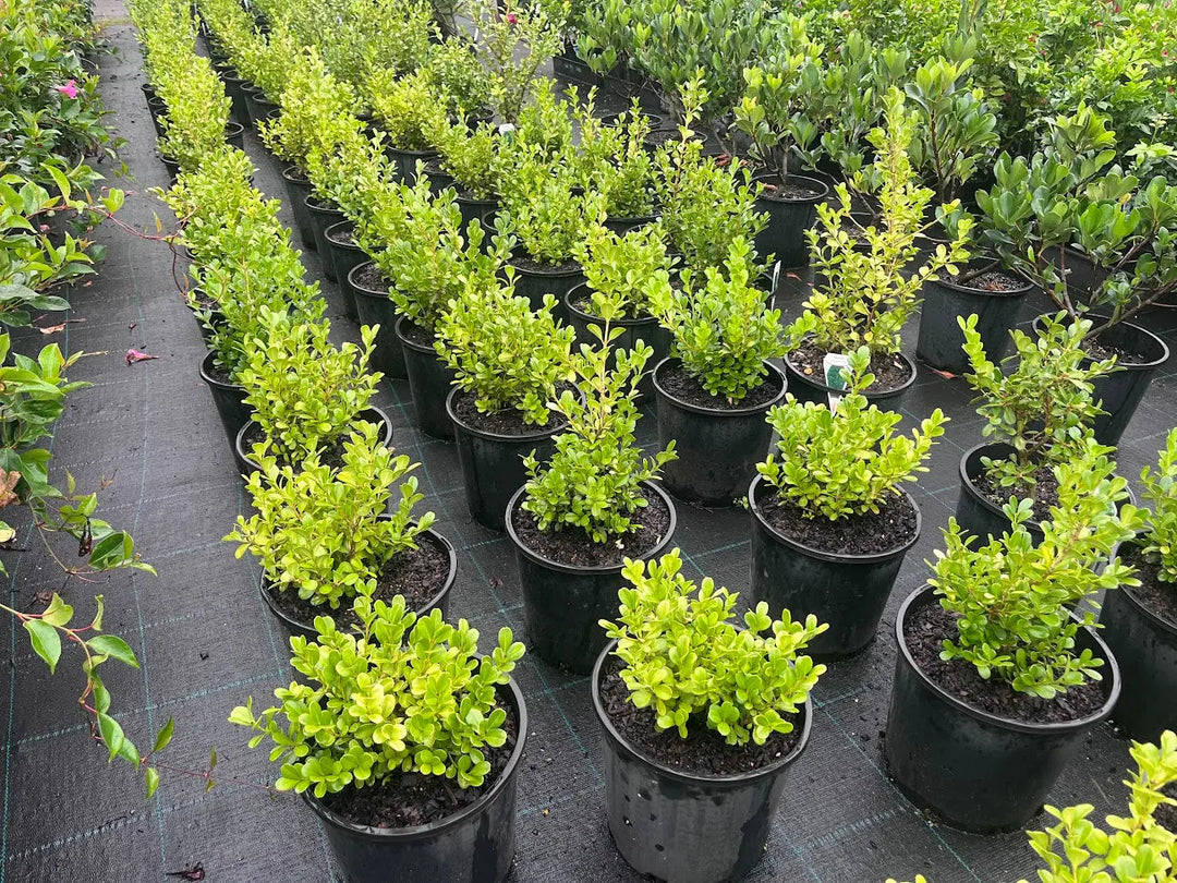 Buxus japonica (Japanese Box) – 140mm | 200mm Potify