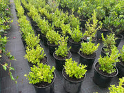 Buxus japonica (Japanese Box) – 140mm | 200mm Potify