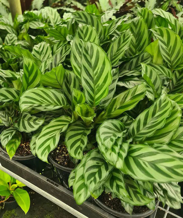 Calathea Freddy - 130mm Potify