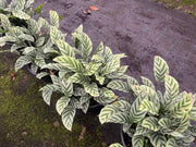 Calathea Freddy - 130mm Potify