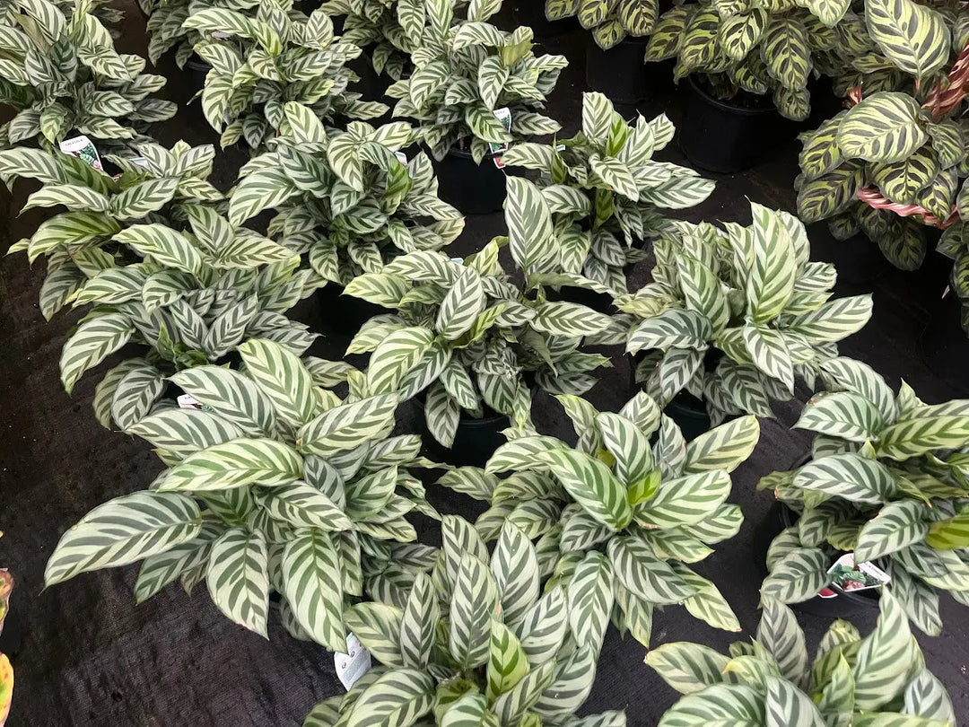 Calathea Freddy - 130mm Potify