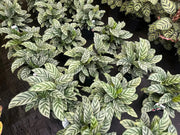 Calathea Freddy - 130mm Potify