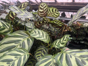 Calathea makoyana (Peacock Plant) - 130mm Potify