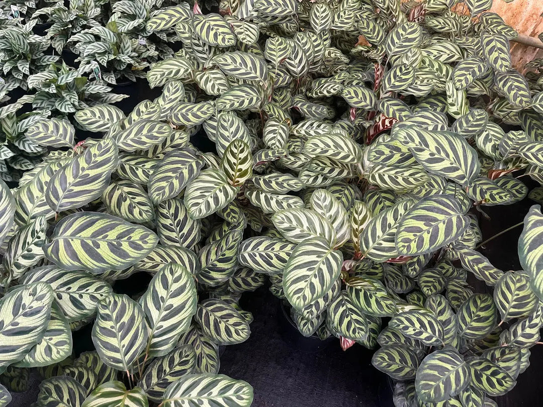 Calathea makoyana (Peacock Plant) - 130mm Potify