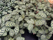 Calathea makoyana (Peacock Plant) - 130mm Potify