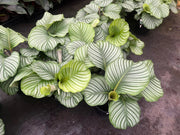 Calathea orbifolia - 130mm Potify
