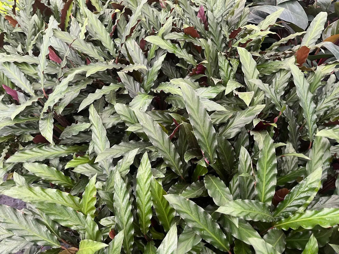 Calathea rufibarba (Furry Feather) - 130mm Potify