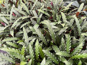 Calathea rufibarba (Furry Feather) - 130mm Potify