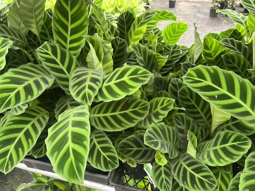 Calathea zebrina (Zebra Plant) - 130mm Potify