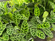 Calathea zebrina (Zebra Plant) - 130mm Potify
