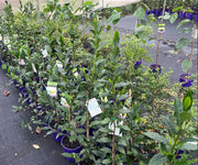 Camellia Sinensis (Tea) - 200mm Potify