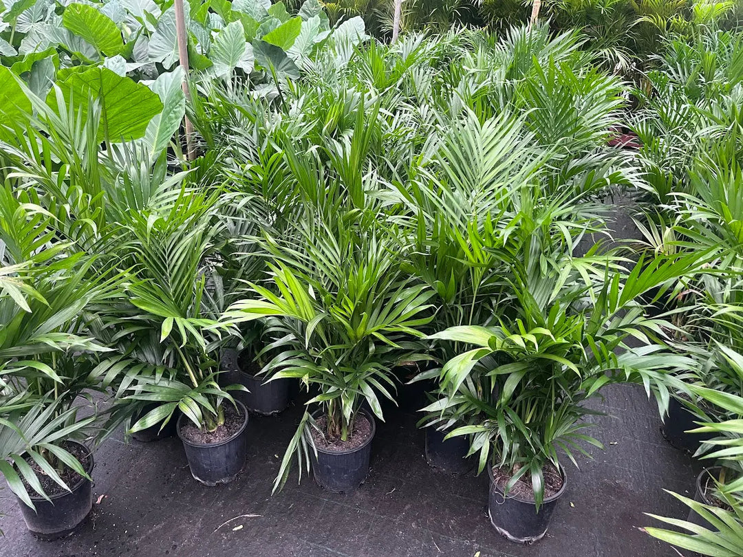 Chamaedorea atrovirens (Cascade Palm) – 200mm | 300mm Potify