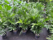 Chamaedorea atrovirens (Cascade Palm) – 200mm | 300mm Potify
