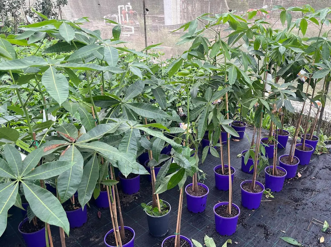 Ficus carica White Genoa (Fig) - 200mm Potify